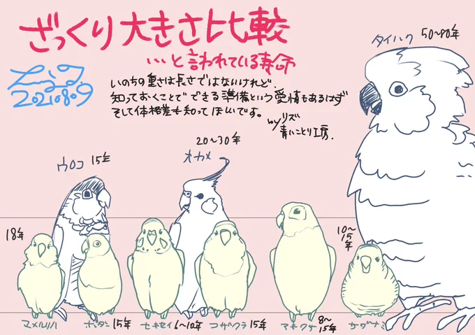 インコ達の寿命🦜  あくまで1例ですが、一般的と言われているインコさんの大きさと寿命をメモしたものを再掲します。  マメルリハは実際は8～15年くらいのようですね。  これより長い子も短い子もいます。  鳥さんは健康であれば長生きな生きものです。 良い人生のパートナーになってくれるでしょう。 あなたが存分な愛を注げば❤️