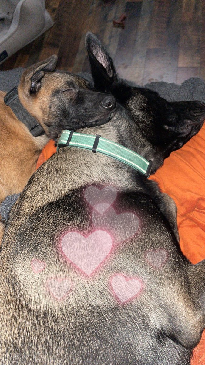 sryan_74's tweet photo. They couldn’t stay awake but they were howling with the sirens earlier. Kāos really loves his sister Kai. My older three dogs had that “I’m too old for this shit” look during the car chases. #OPLive #OPNation #maligators https://t.co/THvVy0so4c