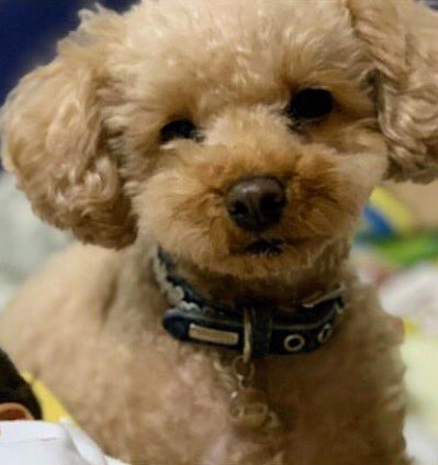 gY2TiUbn6e8e6KL's tweet photo. 🐶🆘迷子犬🎈
 ［＃岐阜県岐阜🐕］
🔹2023.8.4⏰13:30頃
🔴岐阜県岐阜市東栄町
▶︎岐阜競輪場付近から迷子になったトイプードルの〝ココロちゃん♀〟を探しています🐾🐕
🍀ココロちゃん発見に皆様のお力をお貸しください🙏
＃迷子犬 ＃岐阜県迷子犬
＃岐阜市迷子犬 ＃トイプードル迷子 https://t.co/g4eGRKYk7K
