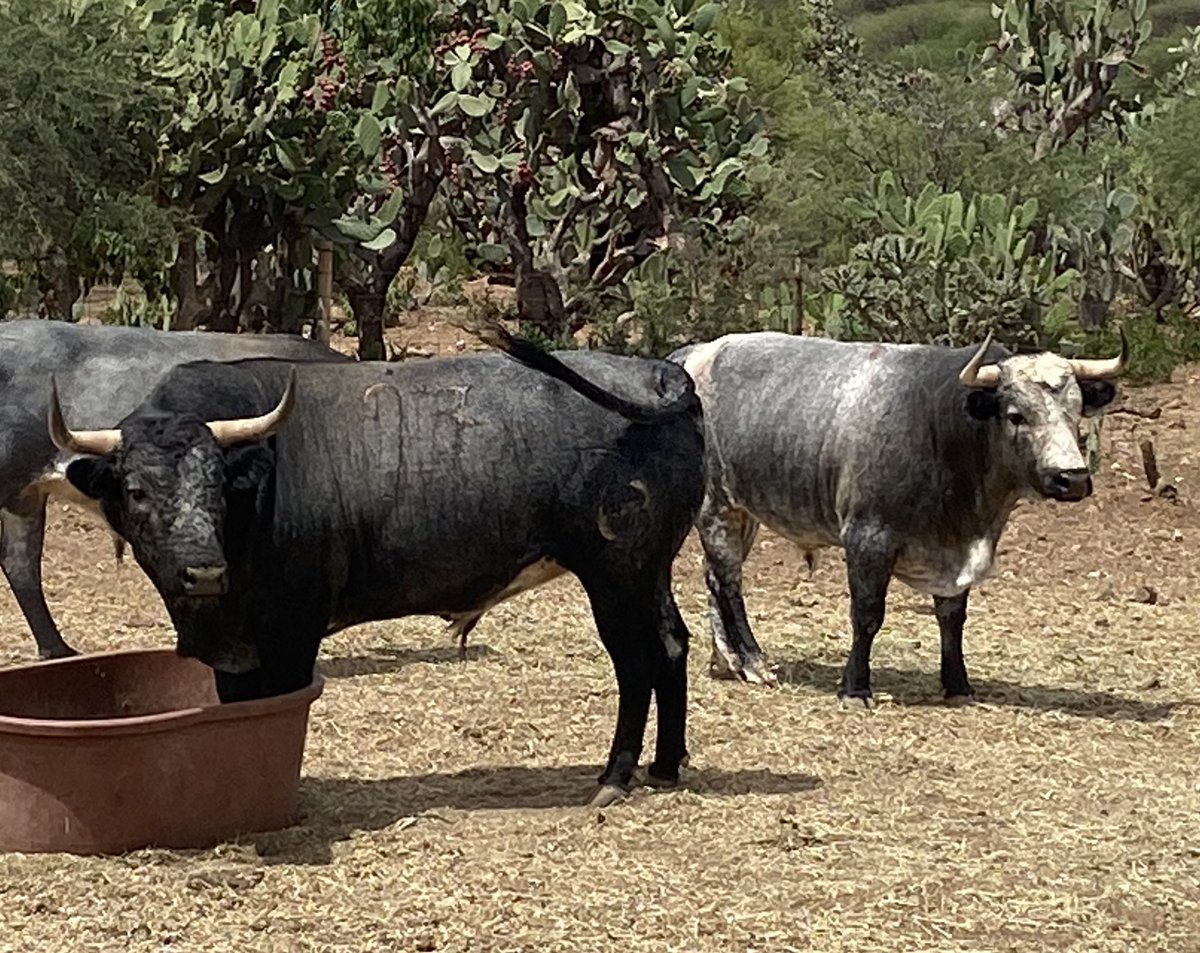 Tres etapas en su camino!!!