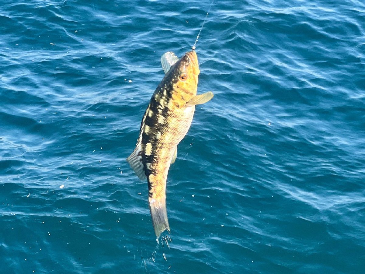tania_csl0068's tweet photo. It seems like a long time since I've been out fishing.π£
.
.
.
.
.
.
.
#fishing #peche #gtfishing #castinglures #handmadelures #jigging #popping #exofishing #monsterfish #africa #mer #pecheauleurre #sealife #carangue #travelfishing #guinebissau #florida #jackcrevalle #bigfish https://t.co/KUTq6FVy9S