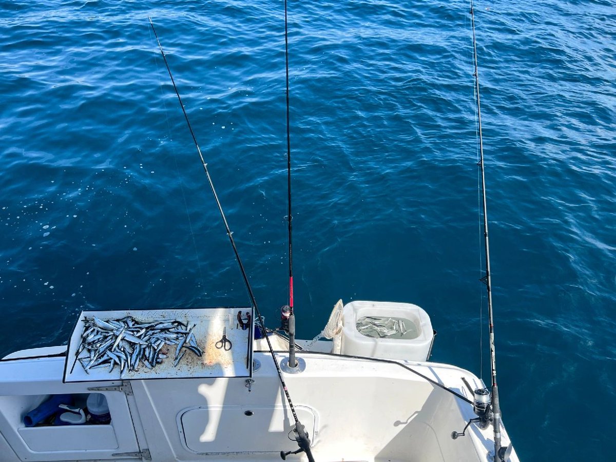 tania_csl0068's tweet photo. It seems like a long time since I've been out fishing.π£
.
.
.
.
.
.
.
#fishing #peche #gtfishing #castinglures #handmadelures #jigging #popping #exofishing #monsterfish #africa #mer #pecheauleurre #sealife #carangue #travelfishing #guinebissau #florida #jackcrevalle #bigfish https://t.co/KUTq6FVy9S