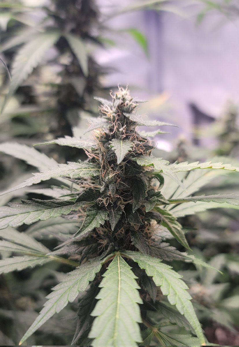 Jram 👽 tweet media