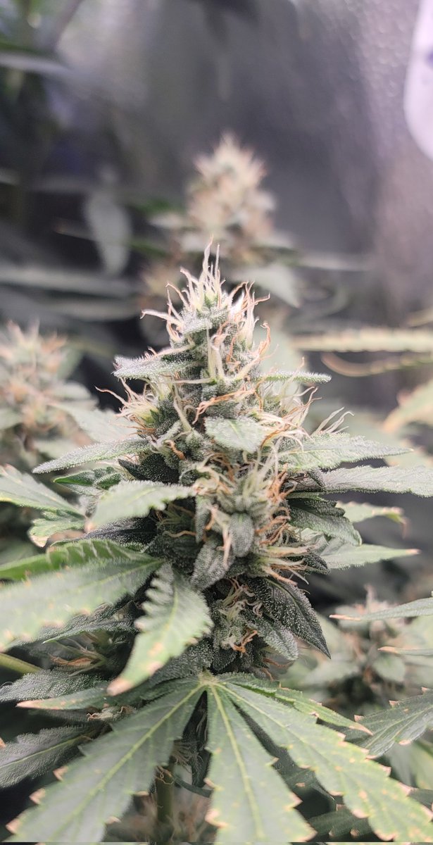 Jram 👽 tweet media