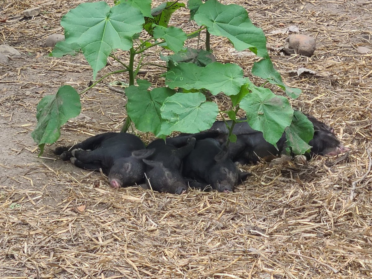 Sometimes you just have to go to Old World Wisconsin to see a bunch of piglets napping under a sunflower.
