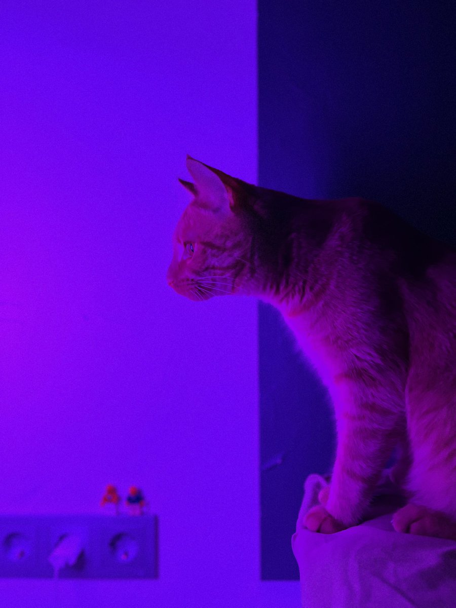 ys0_srs's tweet photo. Котики поехали! https://t.co/St9gpAWgqg