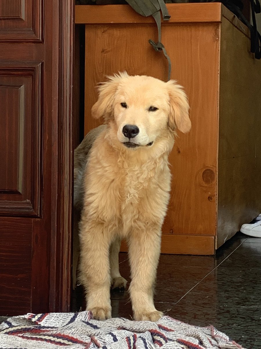 tackooo's tweet photo. No es por nada… pero mi perro es lo más hermoso 🥹 y fotogénico. LO AMO! ❤️😍 https://t.co/JErBVCX4CD