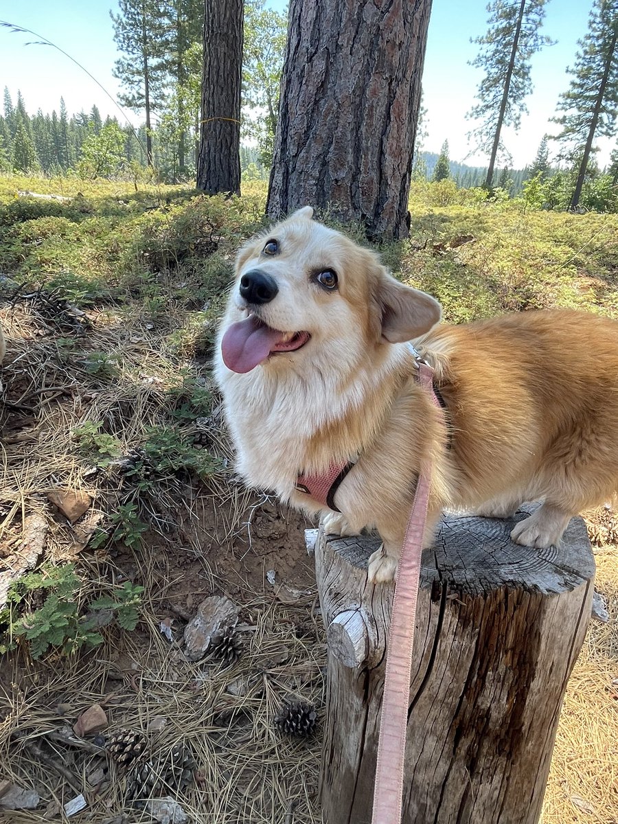 Big hike today. 
Pawents had snacks  at the mid hike point and it was quite good. 🥕🍗🥖

#CorgiCrew