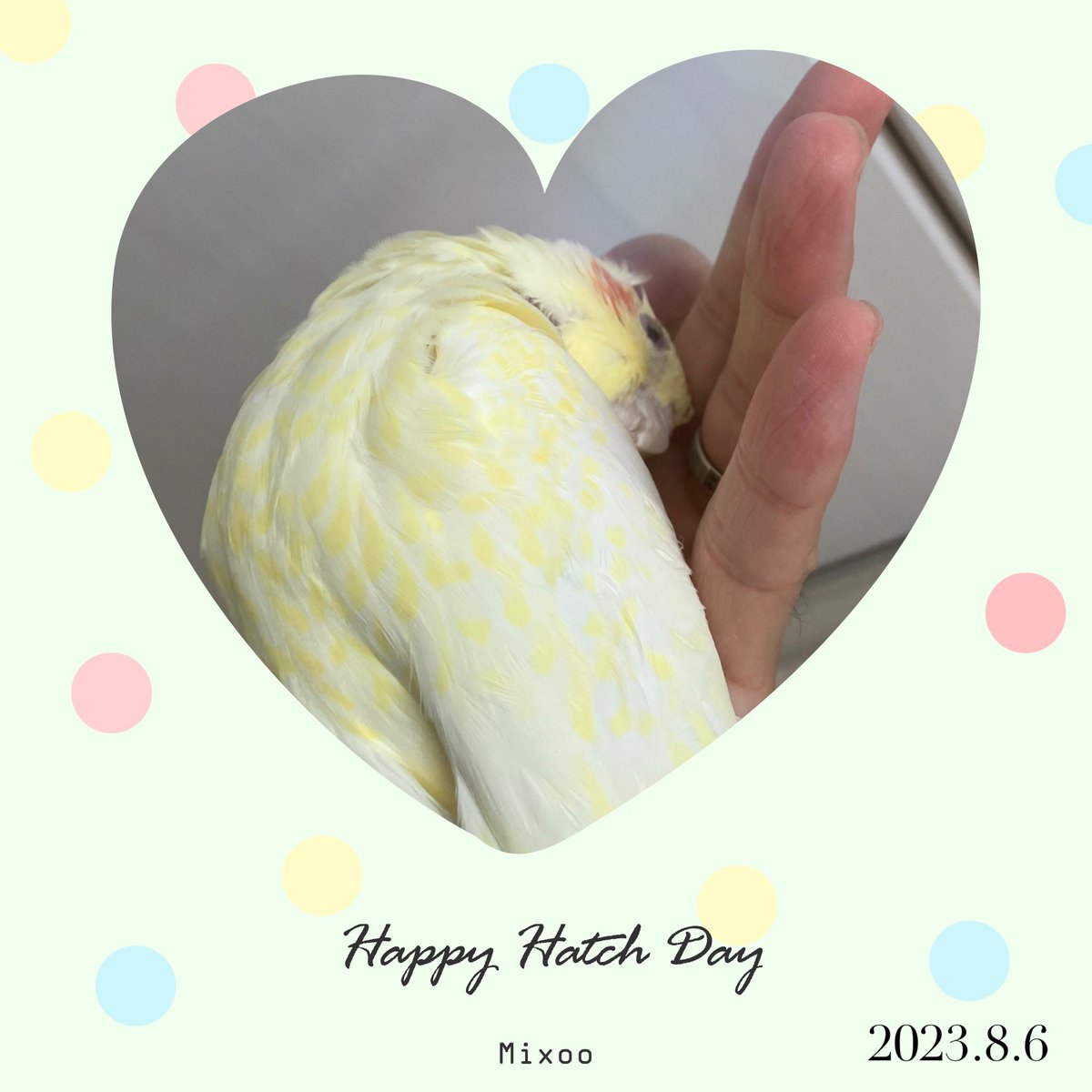 chopper225's tweet photo. 12才おめでとう🎉
人で言うと50才半ばかな？
#オカメインコ
#ぽぽさん
#Mixoo https://t.co/mAMSvsiwd6