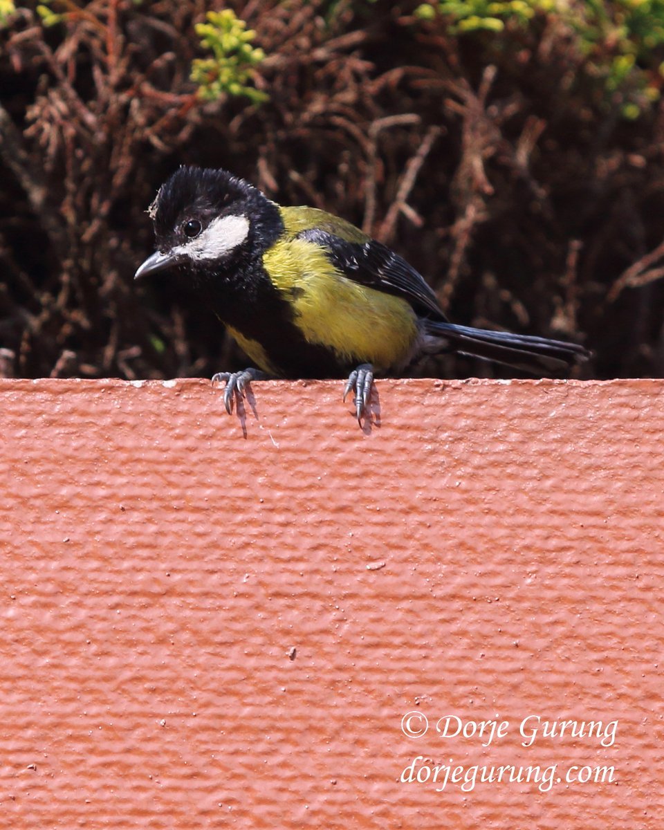 More photos from June 15 in Nagarkot. These are of a #HimalayanBulbul & a #GreenBackedTit.
#Kathmandu #Nepal #WildLifePhotography #wildlife #nature #birding #birdwatching #birdingphotography #bird #naturephoto #wildlifephoto #Birder #birdphotography #Nepaliwildlife #birdlovers