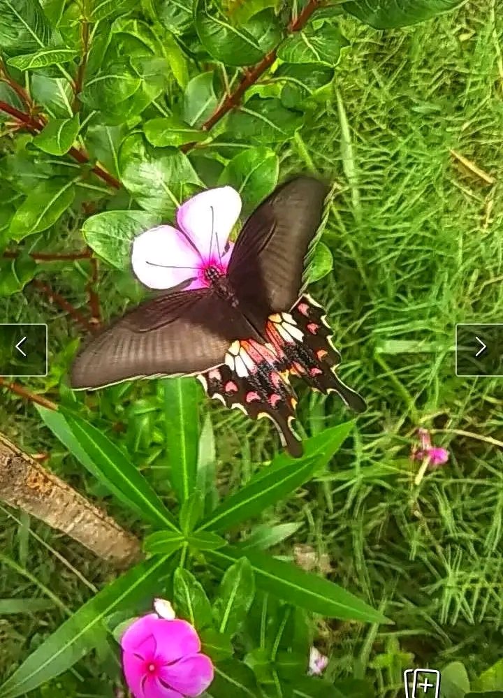 কি দারুন