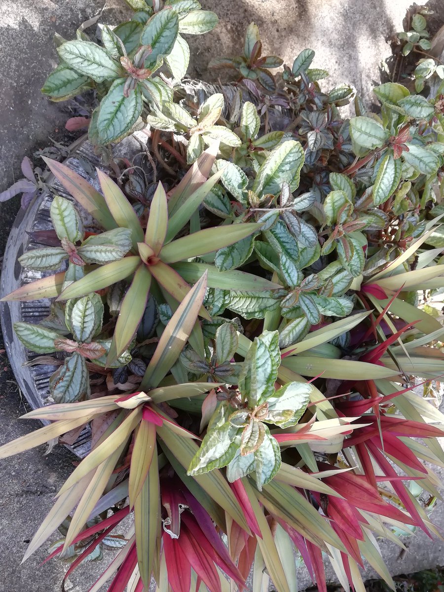 Bint_Zarook's tweet image. I think Plants love live like a community....

#TakeNotes 
#Gardening