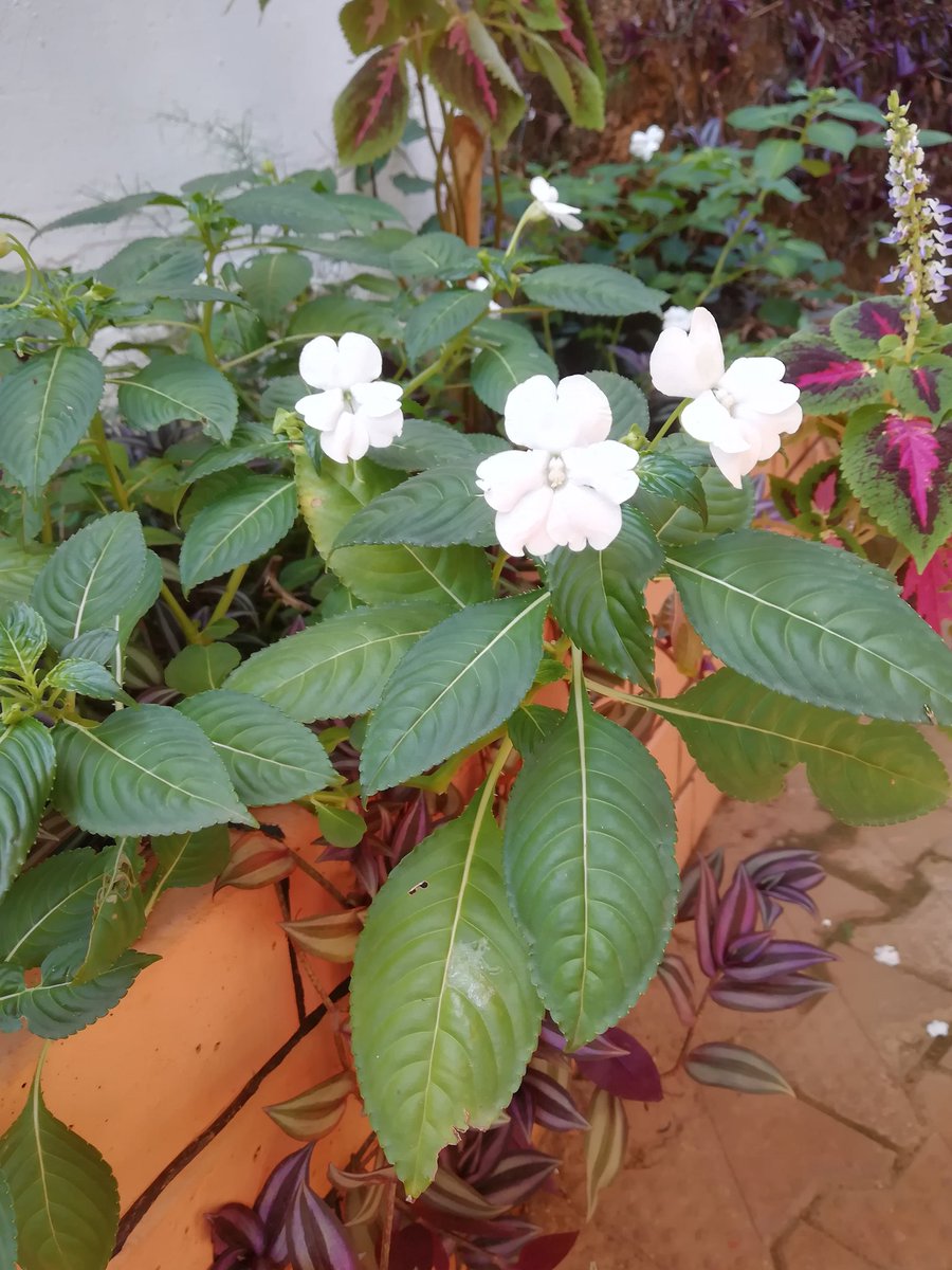 Bint_Zarook's tweet image. I think Plants love live like a community....

#TakeNotes 
#Gardening