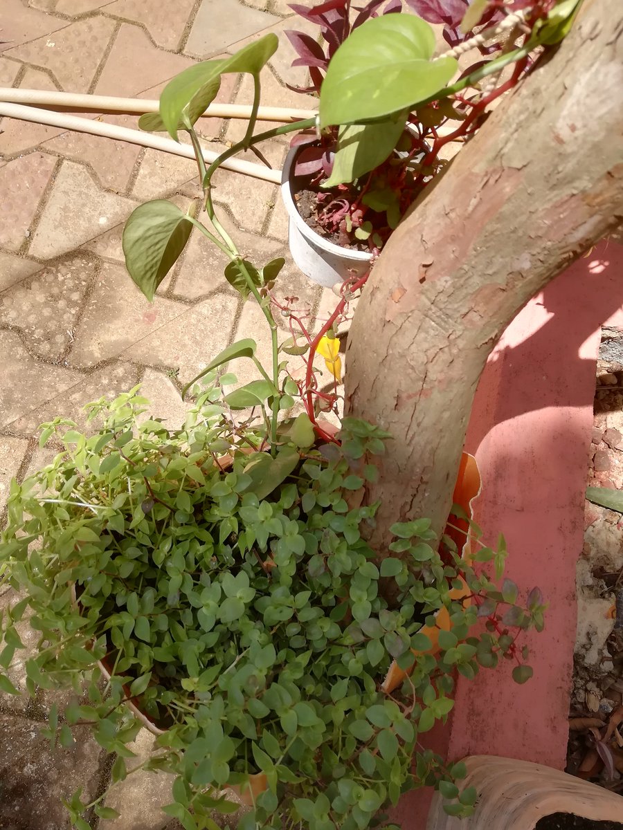 Bint_Zarook's tweet image. I think Plants love live like a community....

#TakeNotes 
#Gardening