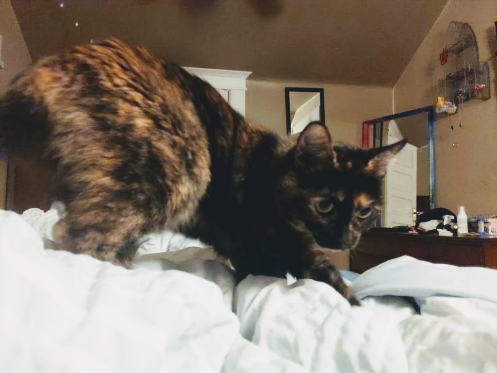 My sweet precious baby cat has once again attempted to give me free top surgery