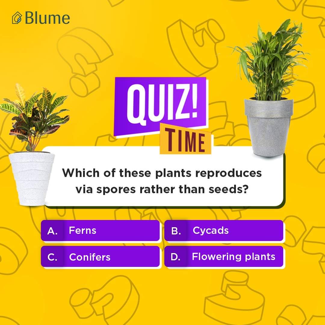 🌿 Quiz Time! 🌱 Can you guess which of these plants reproduces via spores rather than seeds? 🤔

Comment down below !

#Blumeplanters #quiz #quiztime #quizzes #commentdown #nametheplanters #IndianPlants #IndianPlantParent #IndoorPlants #IndoorPlantStyling #PlantsMakeMeHappy