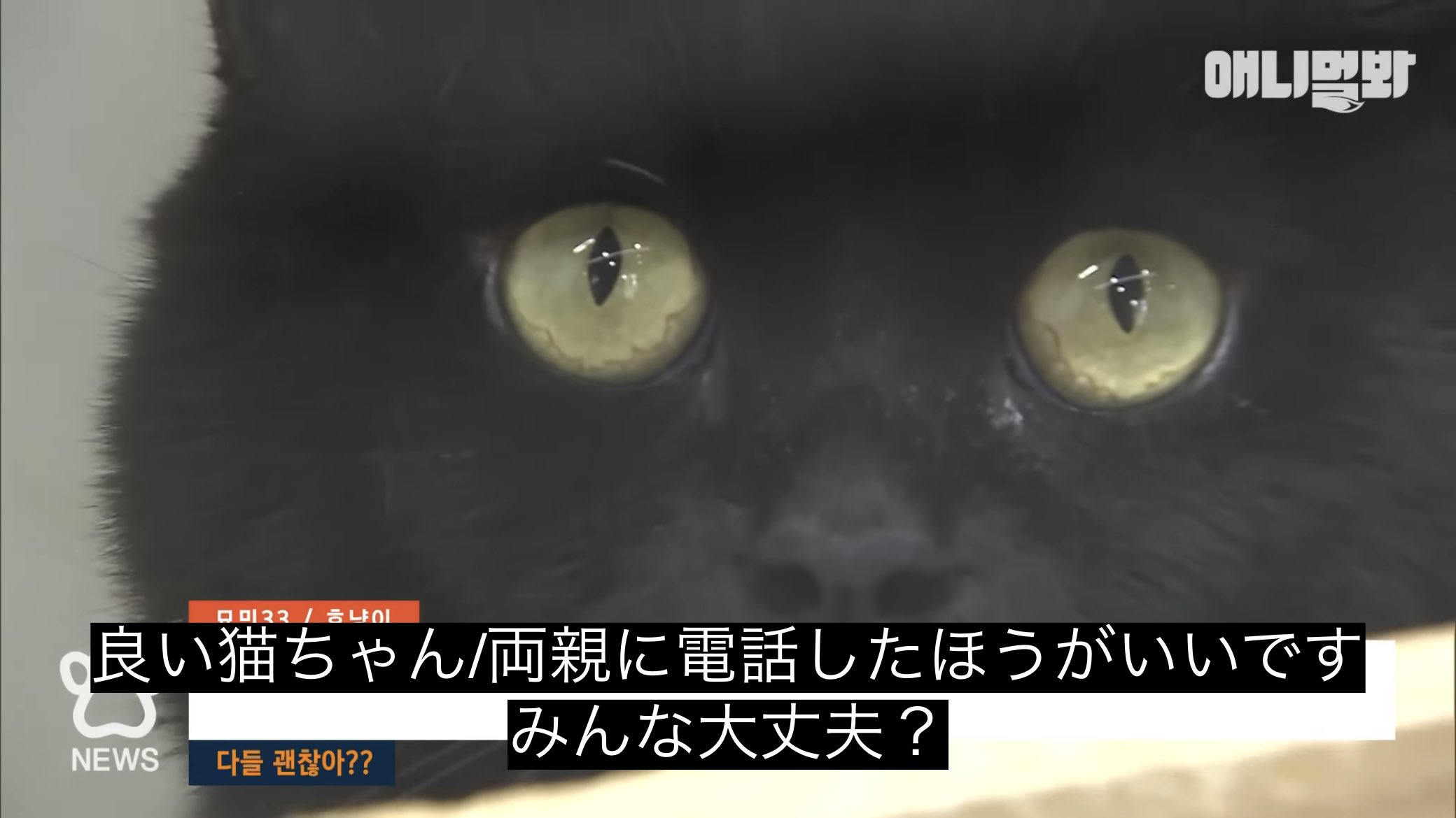 どうぶつ動画字幕bot على X: 