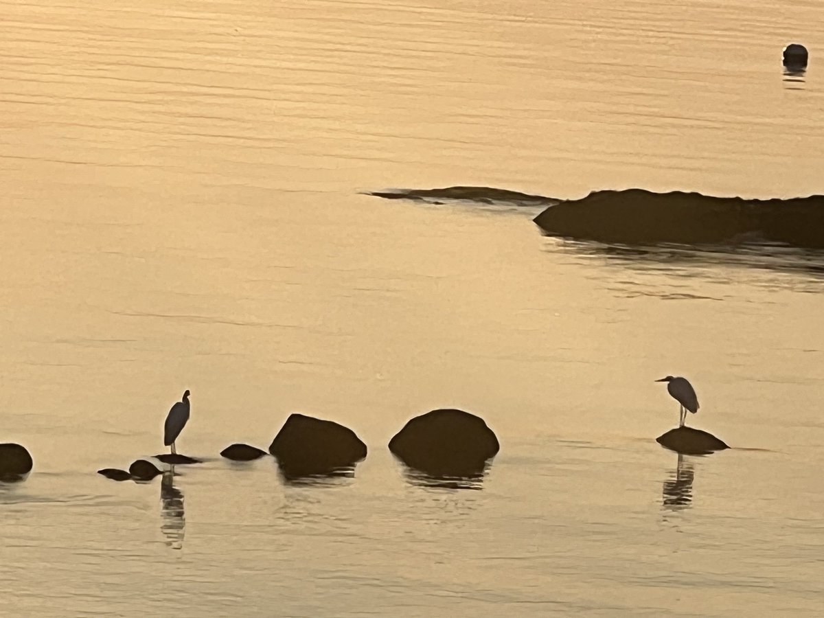 Two egrets on the rocks please