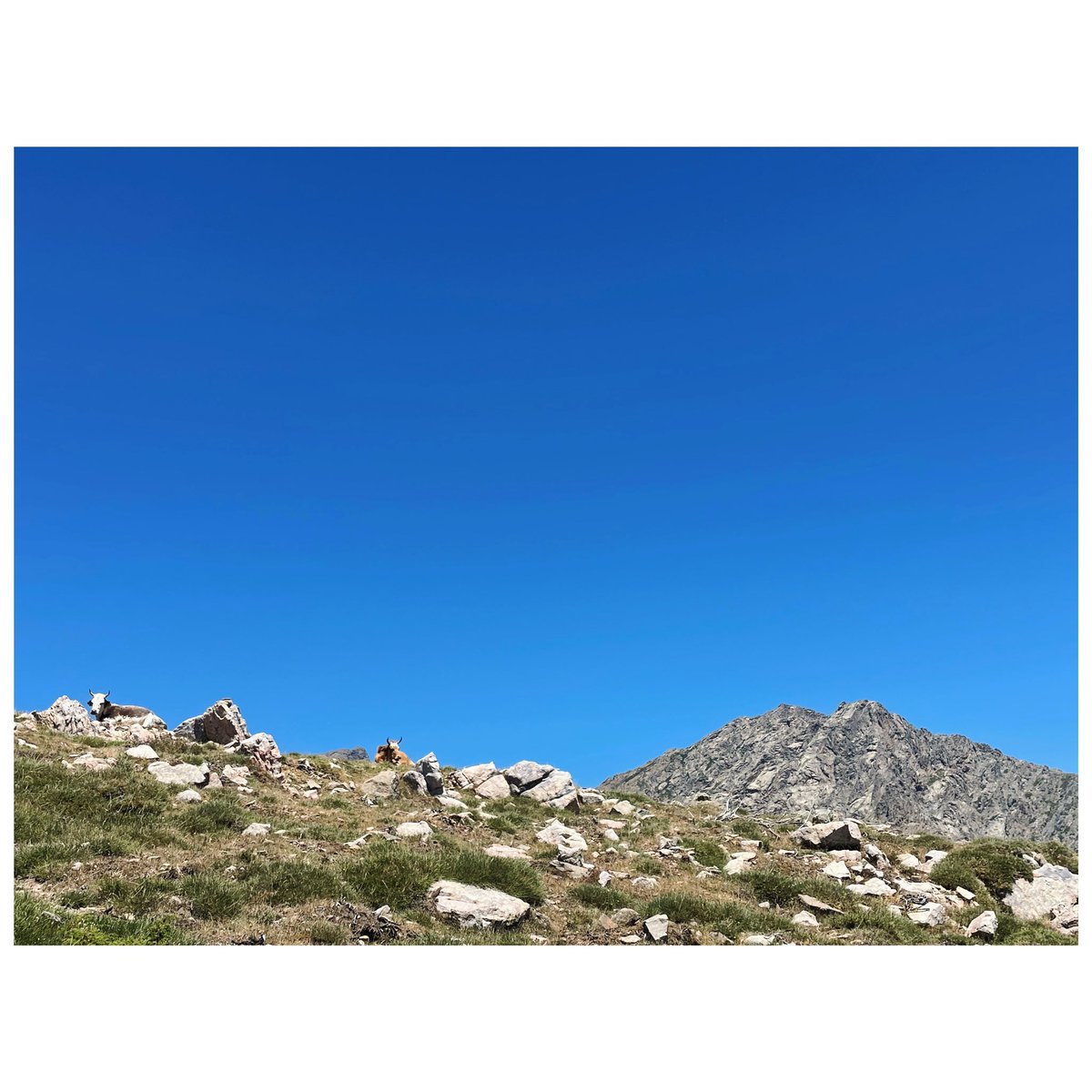 Flo_Gianelli's tweet photo. • C A P U À A C U C C U L A • 🥾🪨 ⛰️🌬️ #hiking #randonnée #corsica #vergio #corse #mountains #blue https://t.co/mVeAs9WypV