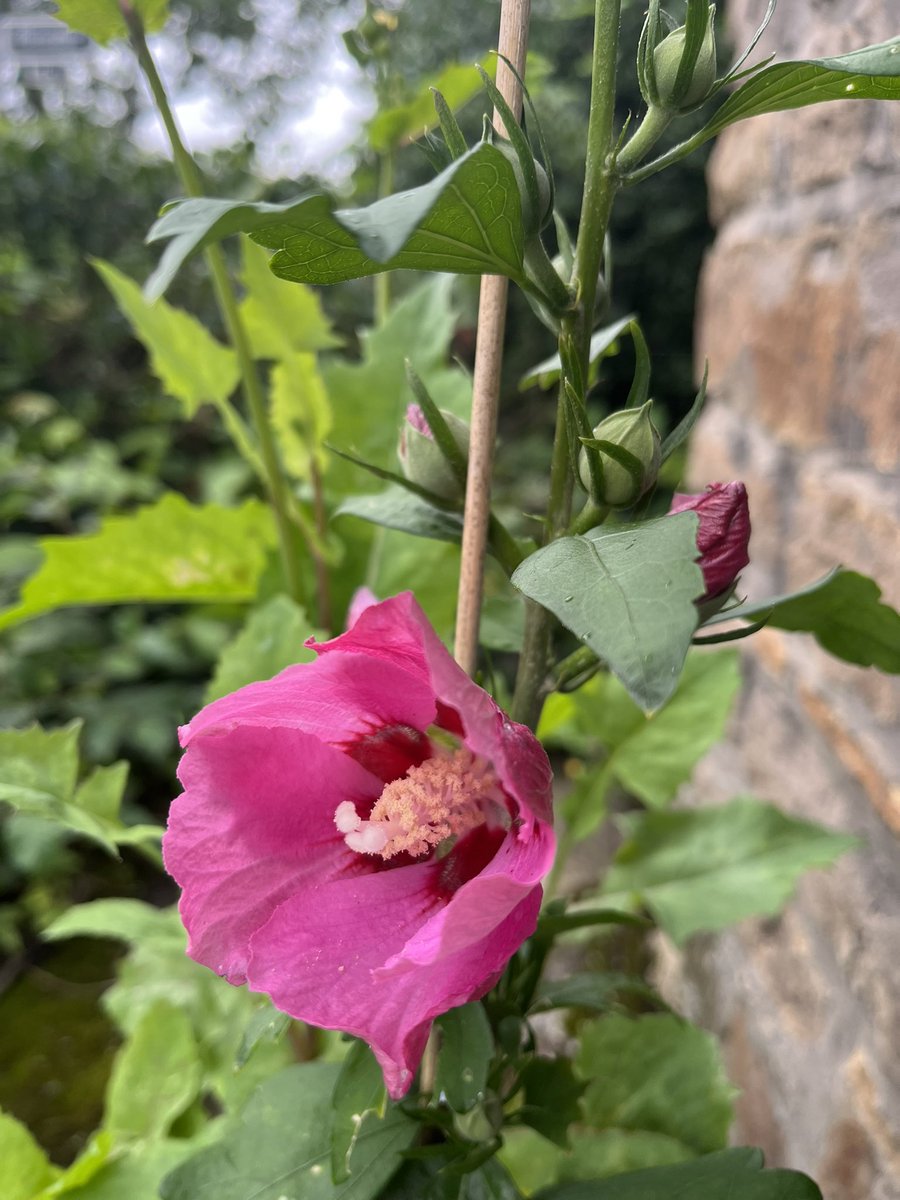 amezitia's tweet photo. "🌱🌿 Glücklich über das #EibischStecklingeProjekt! Es wächst (weiterhin) und blüht (nun auch) erfolgreich. 🌸🌱 #Gartenglück #Nachhaltigkeit #Eibisch #Hibiskus #Malvaceae #Althee #Malve #Duesseldorf #blüte #blossom #plant #urbangardening https://t.co/xuE8zWFIKQ
