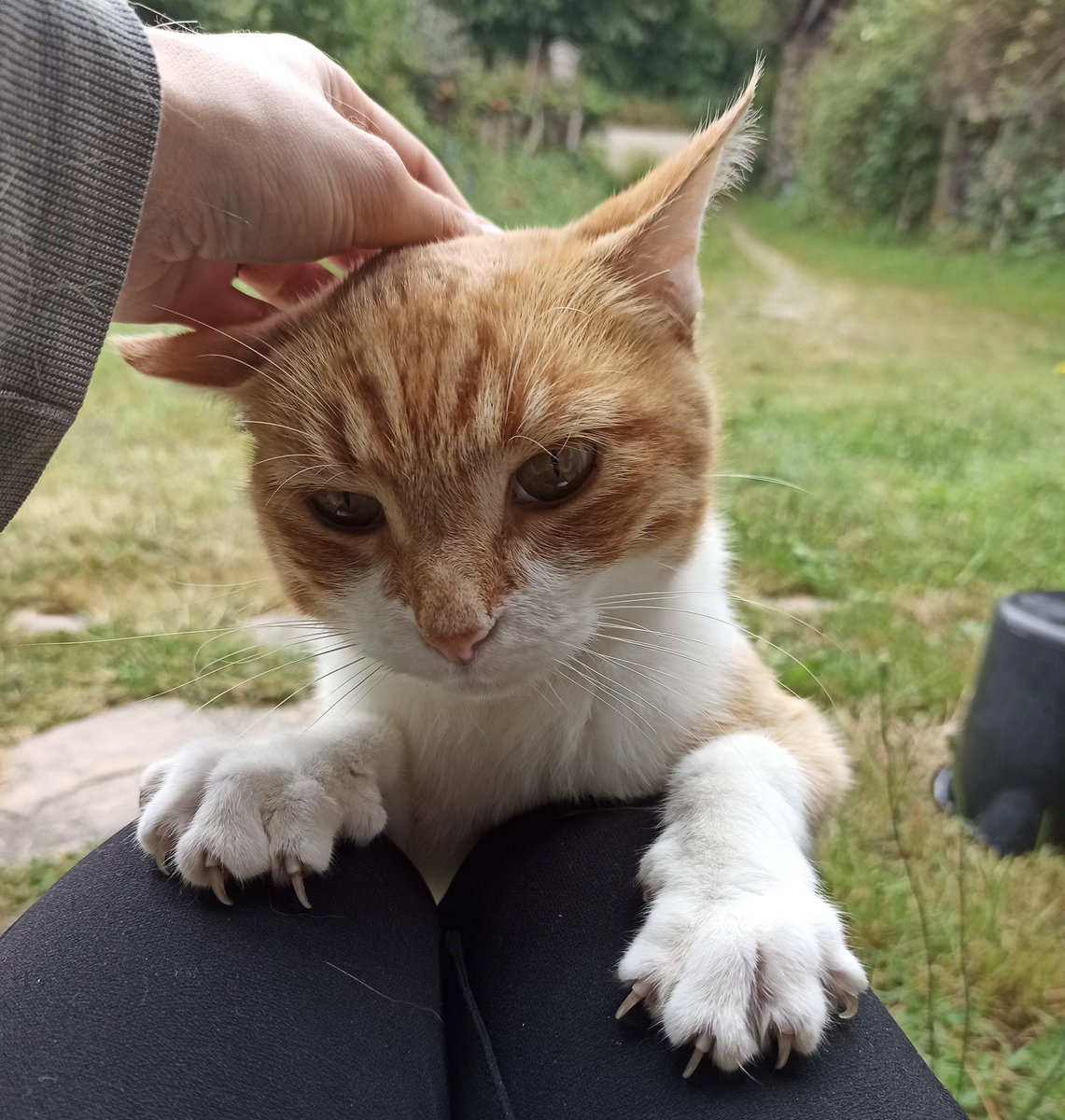 Fastoche tweet media