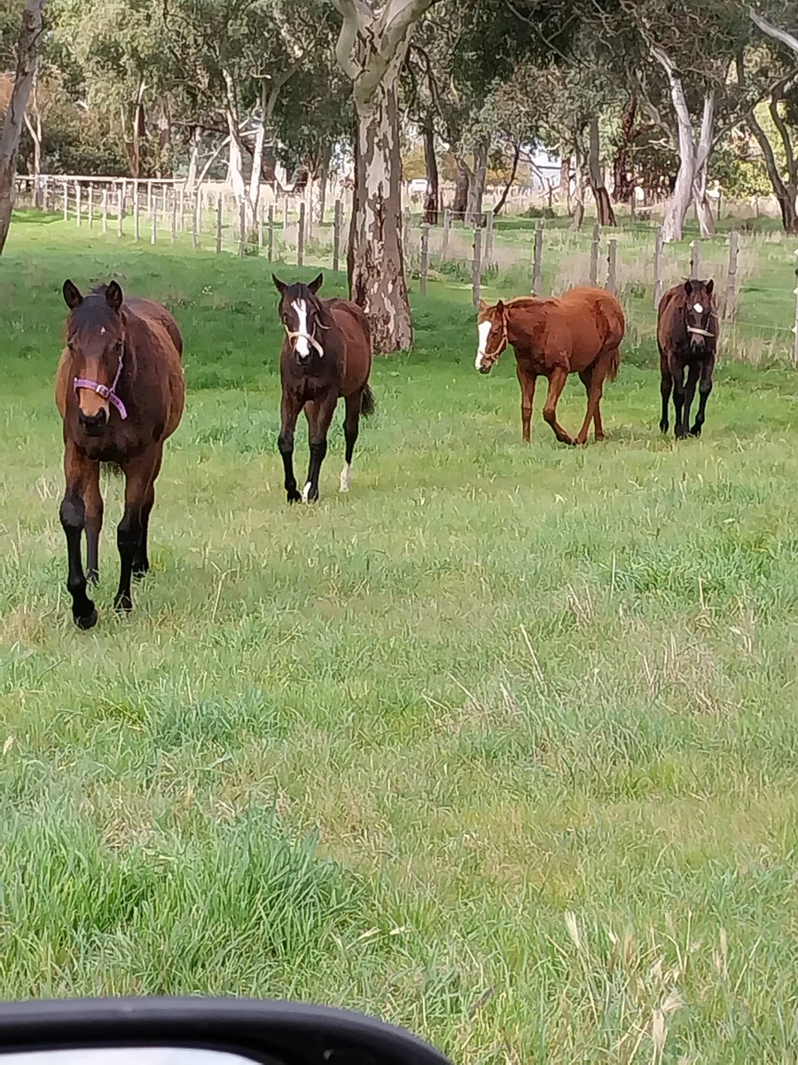 Sunday at the yearling farm @WillowGroveStud 4 fillies all from Testa Rossa mares. First two by Hanseatic, then a Lucky  Vega and a Strasbourg  @SAbreeders @s_saroa @RacingSA Winners grow at Willow Grove. @mmsnippets