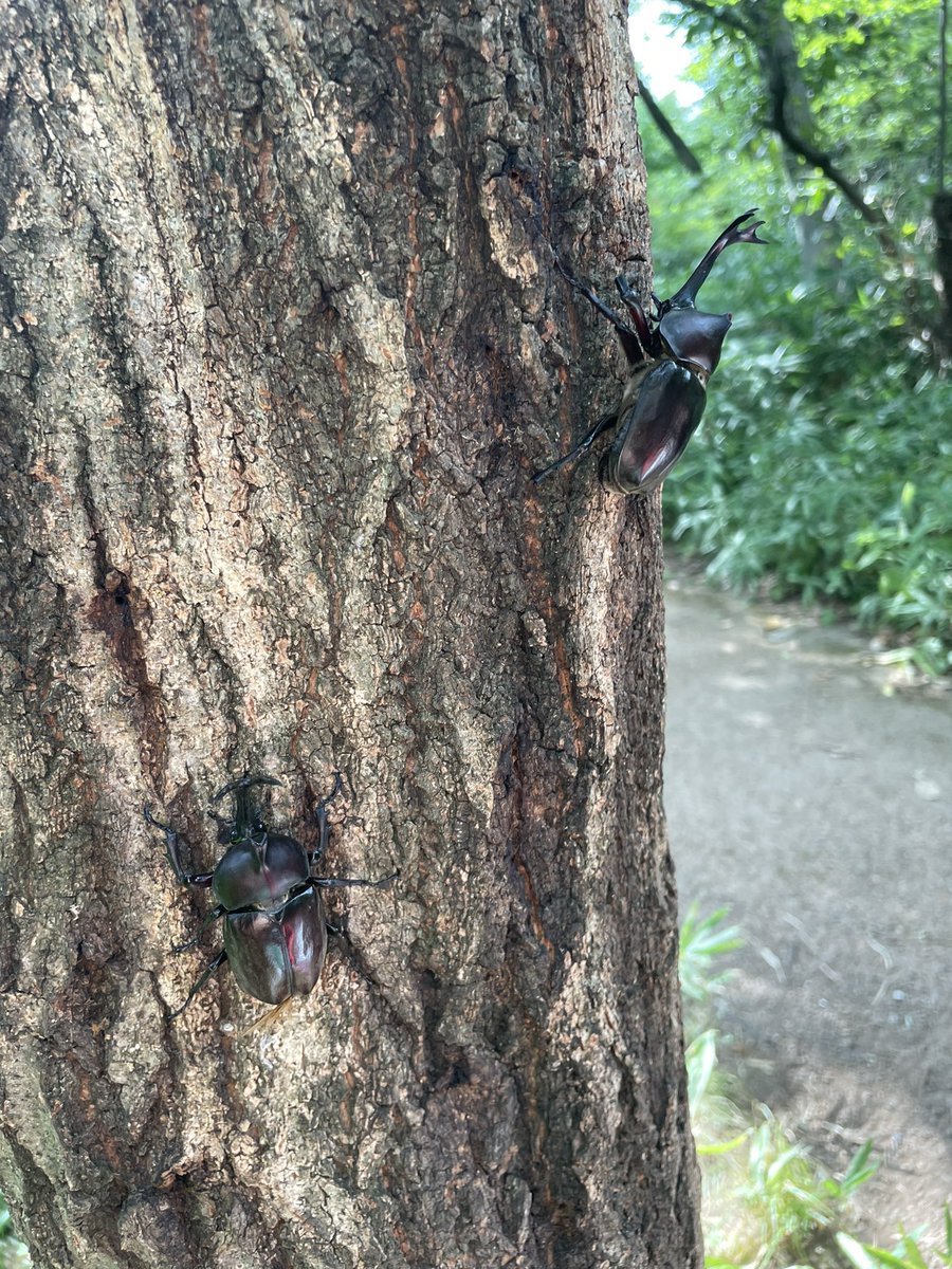 新宿御苑にカブトムシ大量発生と聞いて行ってきたら、一生分くらいの野生のカブトムシ出会えた。カブトムシふれあいイベントに2000円出すなら500円で御苑行ったほうがいい。発見した時の高揚感と大きいカブトムシがゴロゴロいる驚きはマジでプライスレス。子供も親も興奮しっぱなしだった。