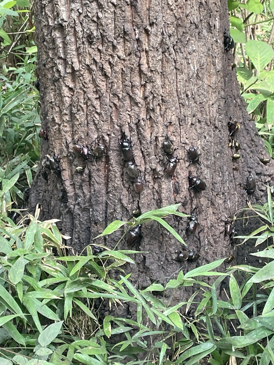 yamatonadeshi5's tweet photo. 新宿御苑にカブトムシ大量発生と聞いて行ってきたら、一生分くらいの野生のカブトムシ出会えた。カブトムシふれあいイベントに2000円出すなら500円で御苑行ったほうがいい。発見した時の高揚感と大きいカブトムシがゴロゴロいる驚きはマジでプライスレス。子供も親も興奮しっぱなしだった。 https://t.co/xrFvsNWL2l