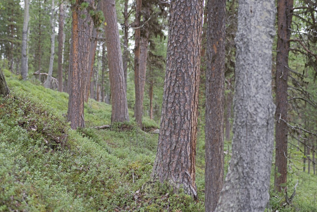 outilansman's tweet photo. Metsähallituksen hallinnoimaa, suojelematonta luonnontilaista metsää.
📍Skäiđiváárááš, Inari

Yksi upeimmista paikoista! 💚 https://t.co/TDTbqE8Q5q