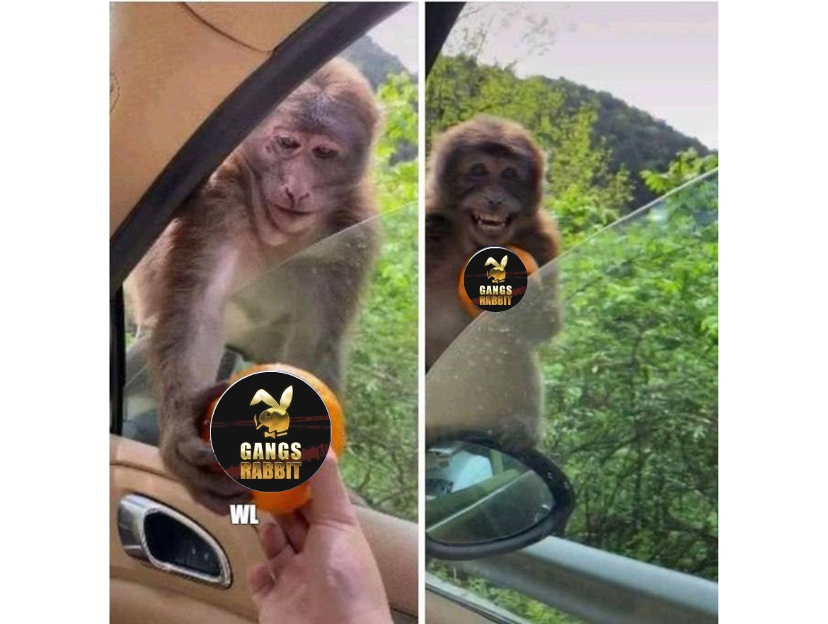 GangsRabbit7777's tweet image. 