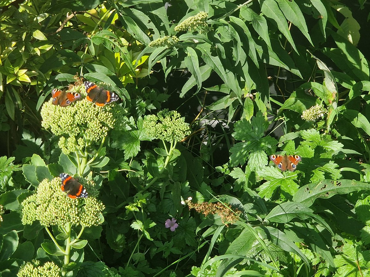 Stuartbrown68's tweet photo. Lovely visitors to the garden https://t.co/KJqW83aDQ9