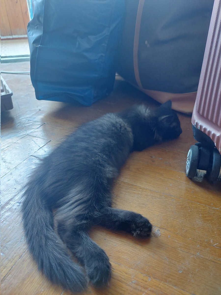 Ганна Кочегура tweet media