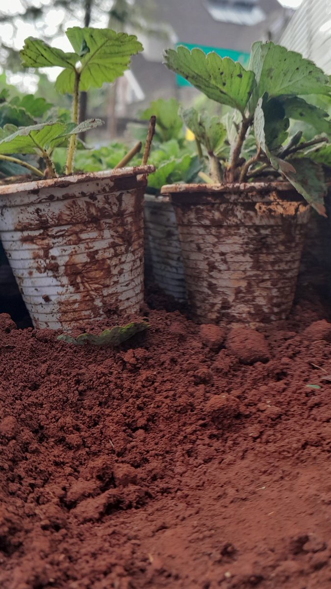 StrawberriesSh2's tweet photo. @Marymukai01 Farming For The Future 

Strawberry Contract Farming. 

Order your organic strawberry fruits and Certified seedlings today.

Call us on 0723146885
#WeAreTasty
🌱🍓 https://t.co/z3W9RIUKj5