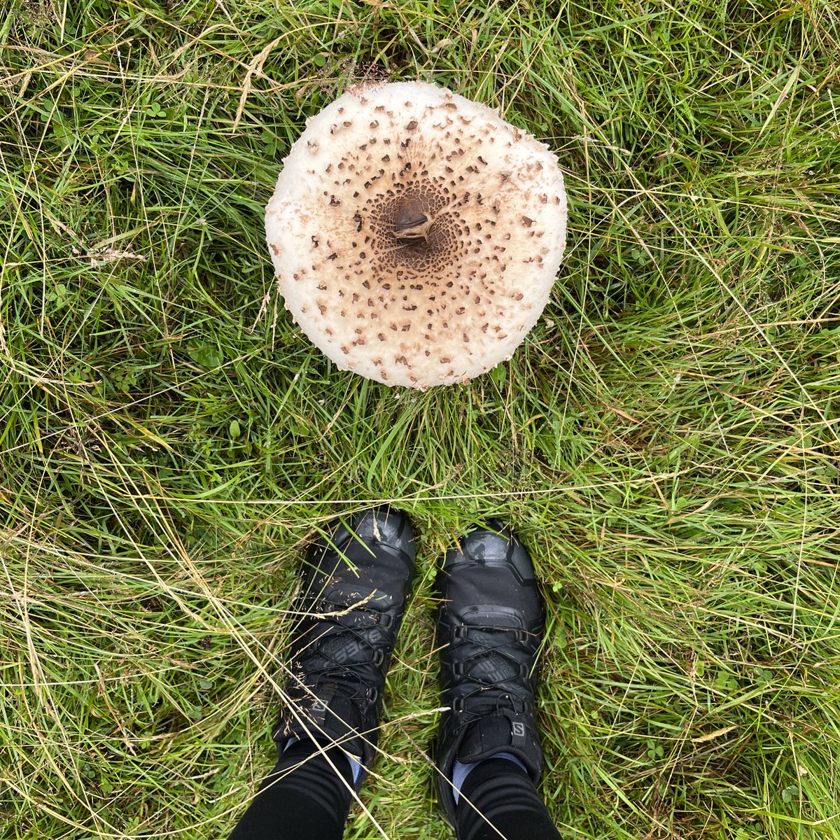 Rain Lovers A damp summer means #Fungi finding has started! Many huge parasol mushrooms popping up in the fields along with a perfect common puffball. Looking forward to #Autumn for further finds. #Nature #NaturePhotography @BritMycolSoc
