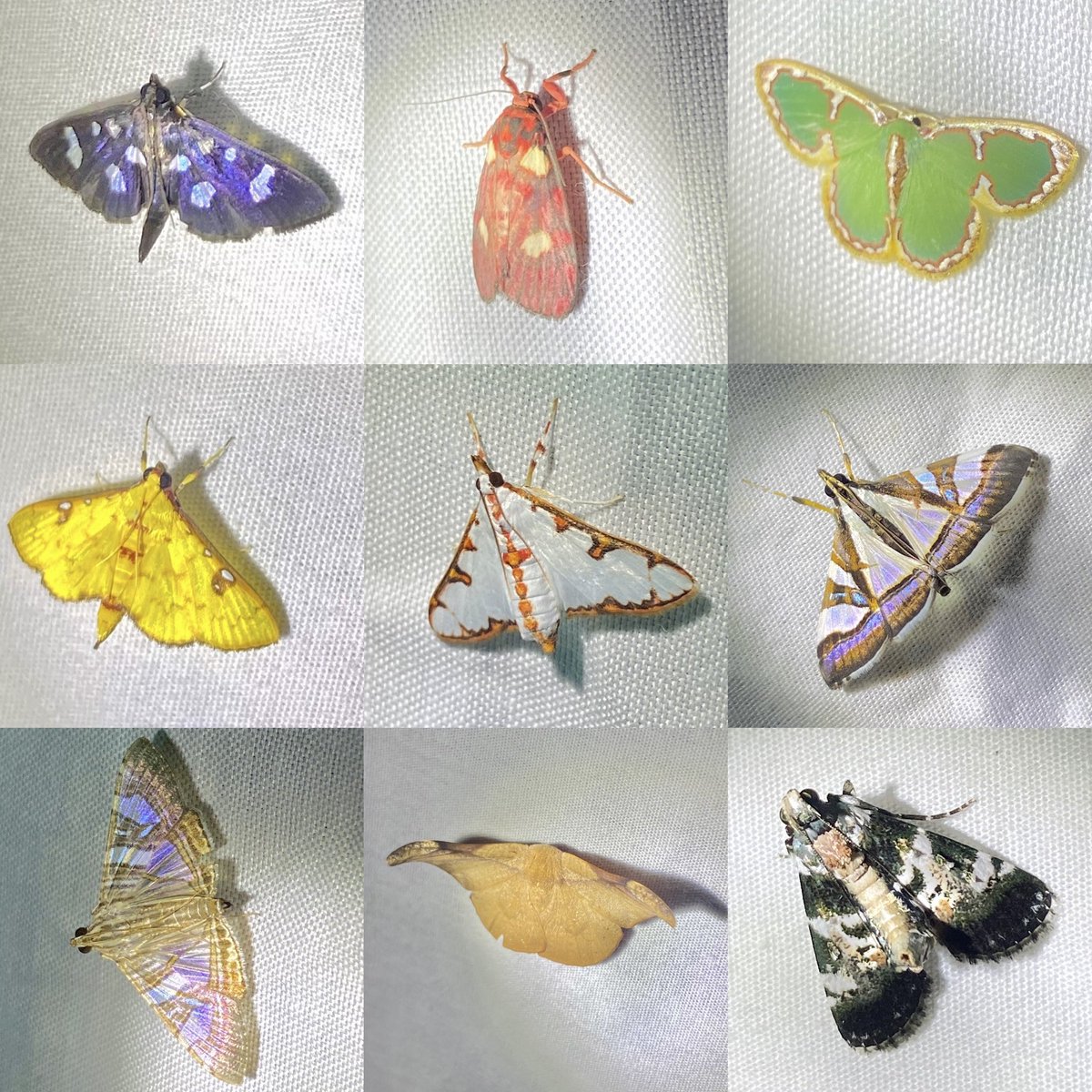 Dr Juliet Turner tweet media