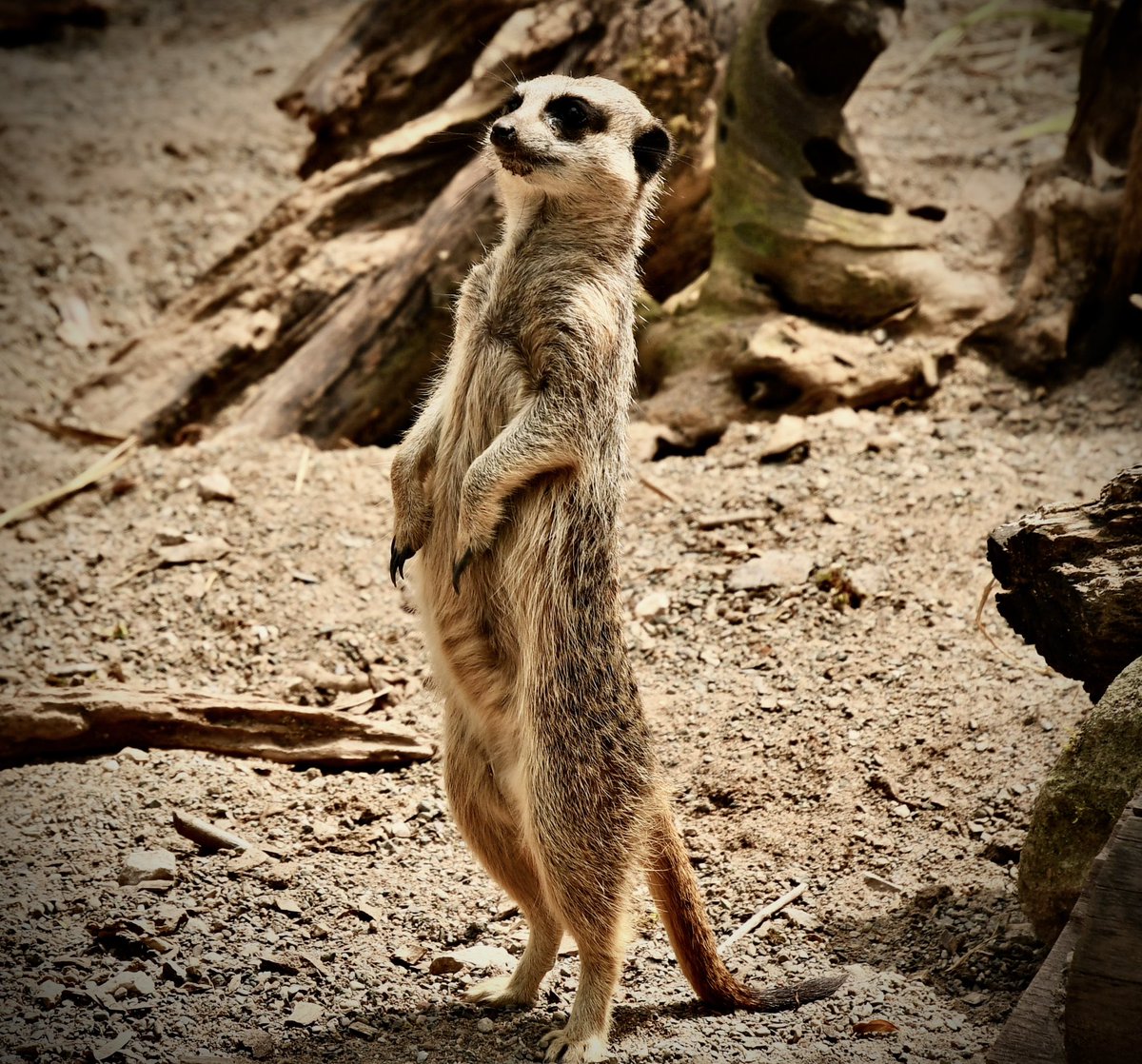 bidebermill's tweet photo. Lakeland Wildlife Oasis an interesting little place to visit https://t.co/BURTnsPacr