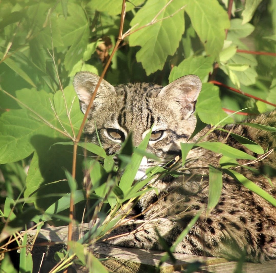 🐱 Bonito our Geoffroy's cat is missing his morning sunbathe! Will the sun make an appearance this weekend? ☀