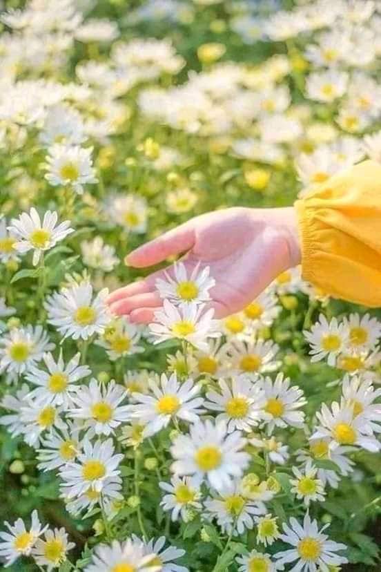 - ..🕊صبـــــاح الورد لمن يعكسون الجمال وينشرون طيب الكلام ويقدمون بـِ أيديهم ورود السلام
- صبـــــاح الخير لـِ المتفائليــن ..
 الذين يرون الكون ربيعـــــاً دائم 
 دمتــم لنـــــا وروداً تفــوح عطـراً 
صباح الورد