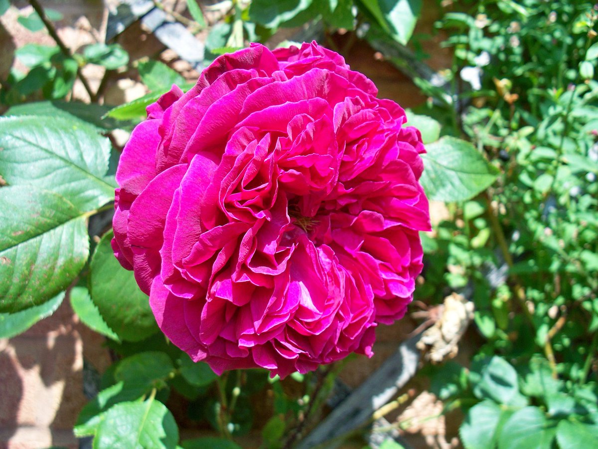 rosebyanyother7's tweet photo. #SundayRoses Rosa × damascena, aka Damask rose #FlowerPhotography
Photo by PollyDot at Pixabay
#GardeningTwitter https://t.co/8m5ntkWqDk