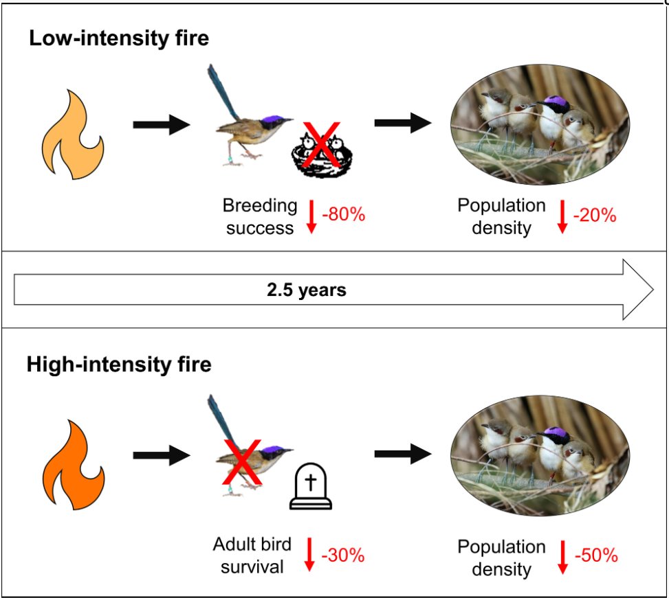 🔥🌿🐦 Having seen first hand the effects of both these fire events in 2015 &amp; 2019, it's fascinating to see the analysis by <a href="/NikiTeunissen/">NikiTeunissen</a> <a href="/AP_BirdBehavEco/">Anne Peters</a> 
 &amp; co. confirming my/our observations &amp; anecdotes... <a href="/awconservancy/">Australian Wildlife Conservancy</a> #FireEcology #Savanna #PCFW   

besjournals.onlinelibrary.wiley.com/doi/10.1111/13…