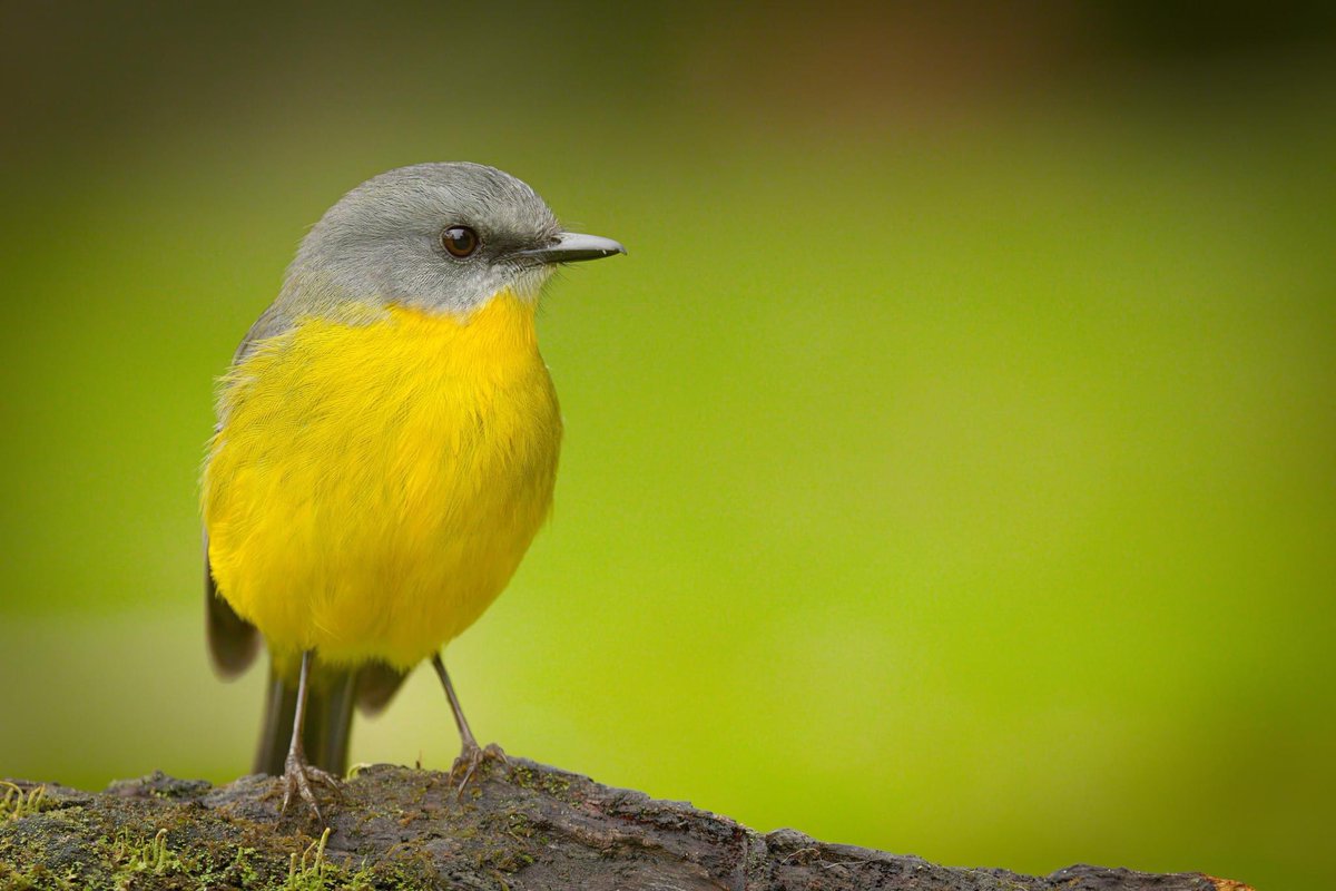 CBoyleImages's tweet photo. Always nice to get up close to these great Yellow Robins 😀
.
.
.
#robin #australia #nature #birds #victoria #greenandgold #yellowrobin #wildoz #birdphotography #naturephotography #wildlifeofinstagram #wildlifephotography https://t.co/WxYD6tMCzw