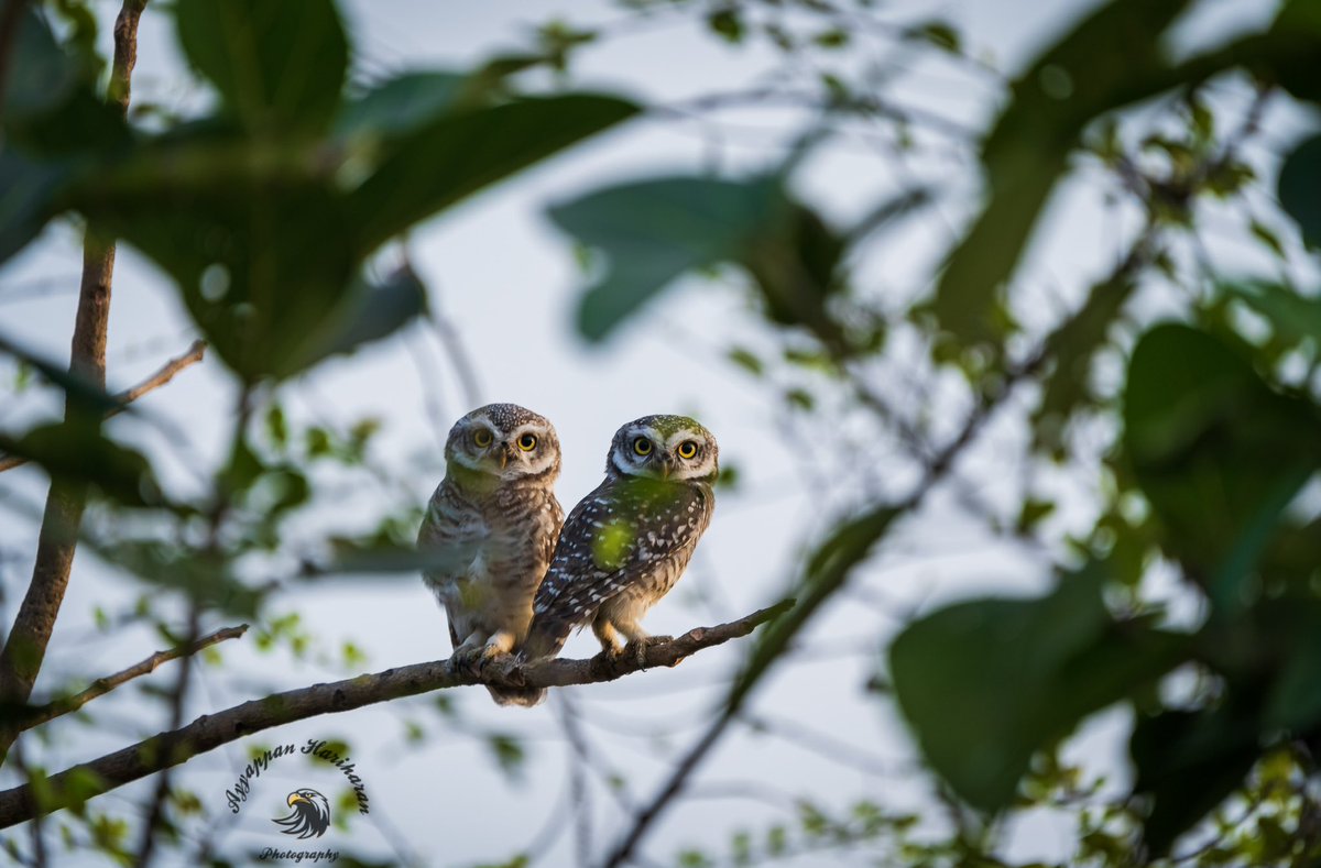 @13mohitm One from my side.
#HappyFriendshipDay #IndiAves 
Spotted owlets.