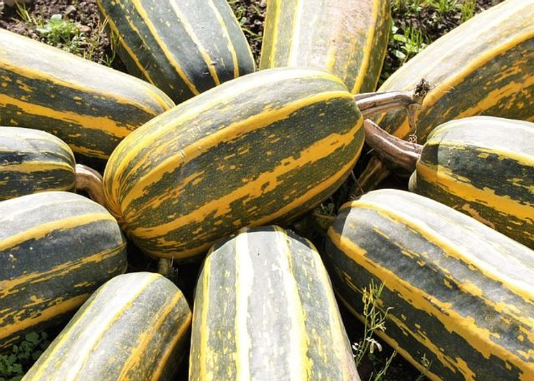 NewsBiscuit's tweet photo. No-one actually wants a marrow https://t.co/8Xq4CczFzV https://t.co/PjePgU4RwT