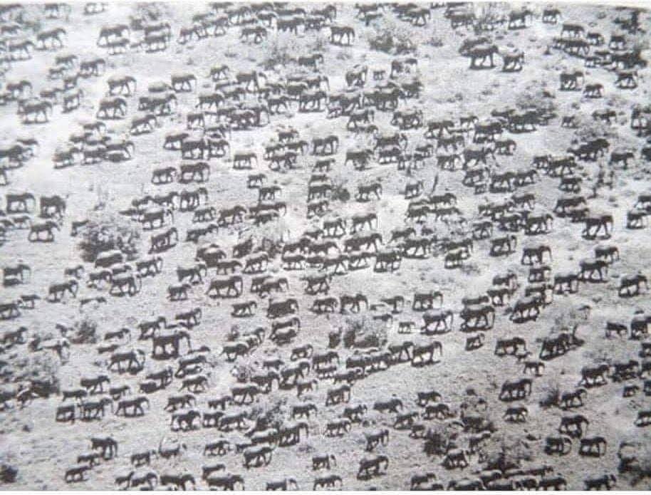 Here what a herd of elephants looked like in Kenia in the 1950.

Most of the Megafauna did not survive humans. It looks like humans followed the easy big Game. When they landed on new territory first the big non flying birds are gone then the big turtles an so on. Now we even