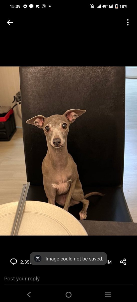 jiwoongfans's tweet photo. actually one of the cutest kpop dogs ever eumppappa is just misunderstood https://t.co/Jn8SWeu7W2
