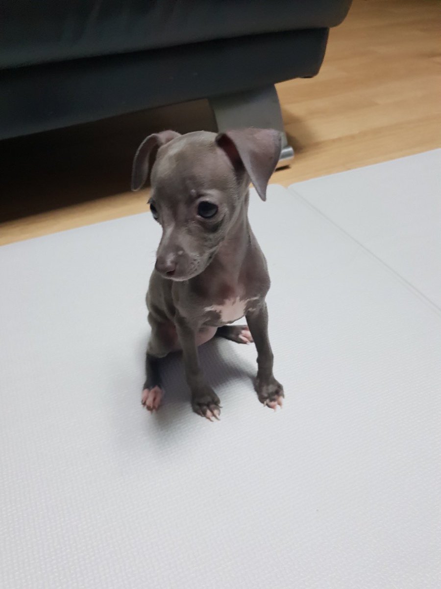 jiwoongfans's tweet photo. actually one of the cutest kpop dogs ever eumppappa is just misunderstood https://t.co/Jn8SWeu7W2