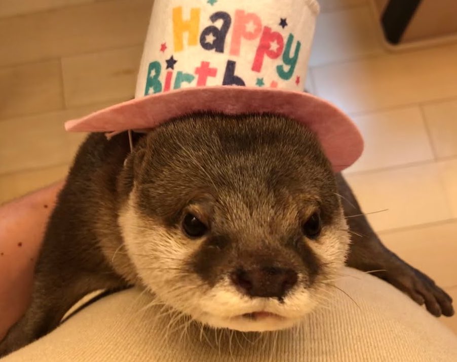 rachullll's tweet photo. its balloon day! 🎈 https://t.co/zhvra6ahEK