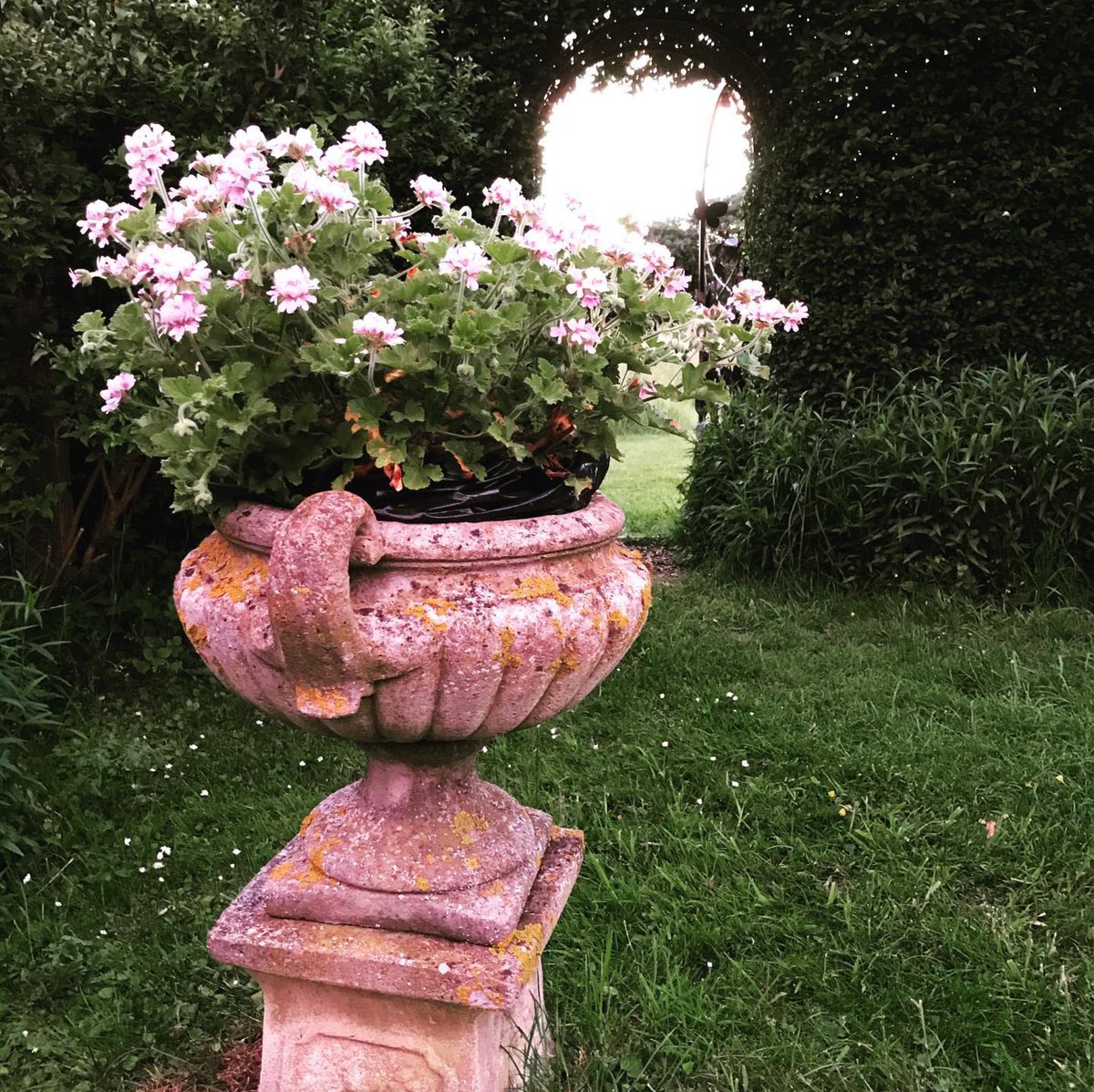 katia_hougaard's tweet photo. The rose scented geranium (Pelargonium capitatum)  contains scent/flavour molecules in the leaves, such as linalool, nerol, and citronellal. Together, they mimic the scent of roses.
#rosegeranium #rosegeraniumessentialoil #englishgarden #herbalism #herbaltea https://t.co/4GjxwxCnfQ