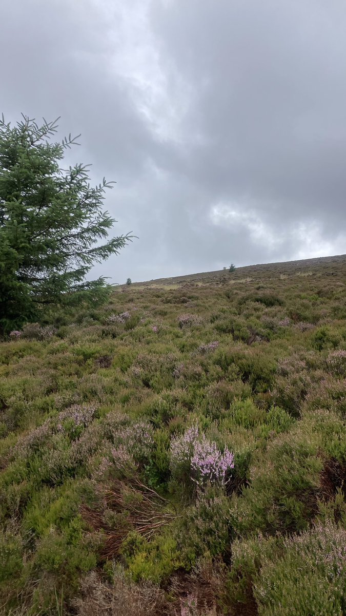CharlesBewley2's tweet photo. @LakesStiles @RateMyCulvert Trees dotted in a corridor up the fell, I have my theory but how do you reckon they got there? #Sheepfold #Campanula https://t.co/mcTJrRk7lm