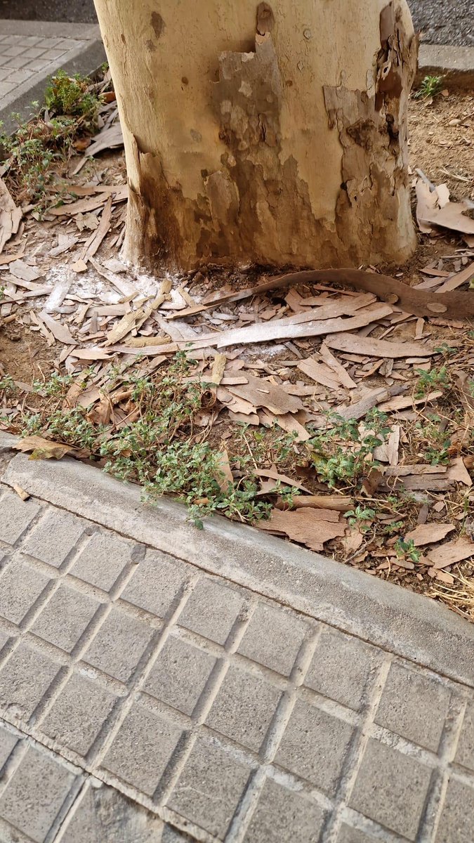 Molletopina tweet media